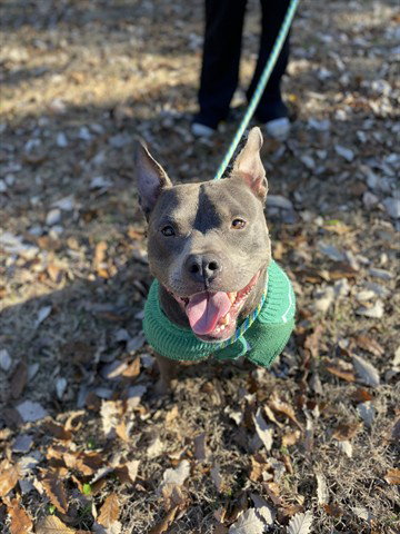GRAFT - Pit Bull Terrier available for adoption