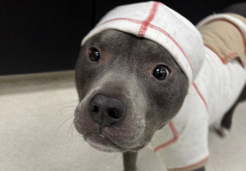 GRAFT, an adoptable Pit Bull Terrier in Garland, TX