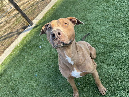 picture of the dog needing adoption
