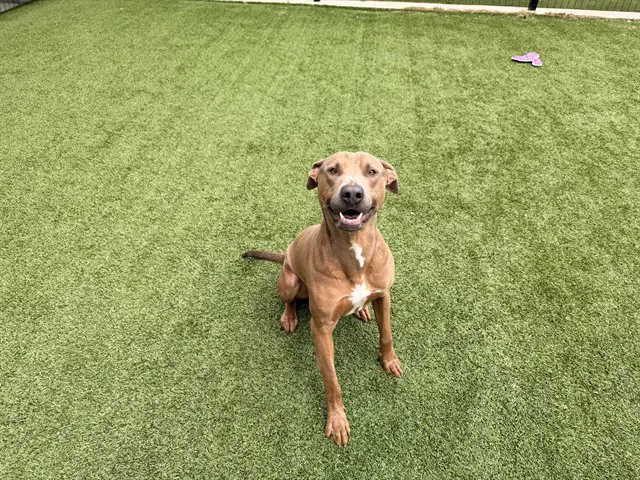 Dorsett - Pit Bull Terrier