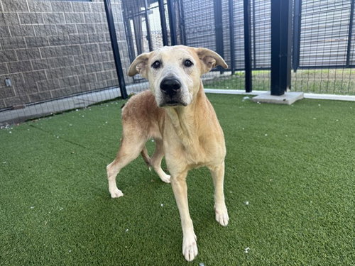 picture of the dog needing adoption