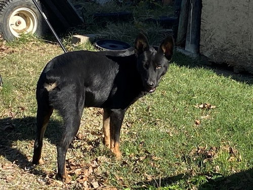 picture of the dog needing adoption