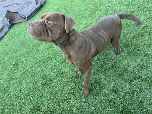 picture of the dog needing adoption