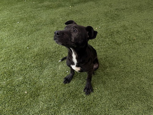 picture of the dog needing adoption