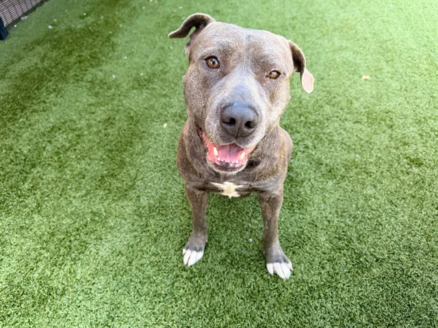 Pit Bull