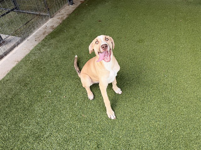 Labrador Retriever