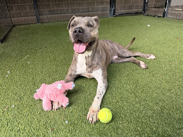 Pit Bull
