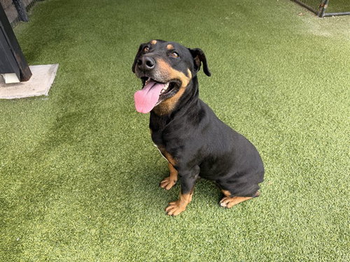 picture of the dog needing adoption
