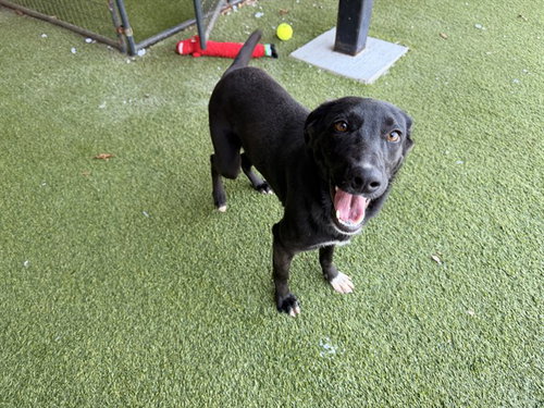 picture of the dog needing adoption