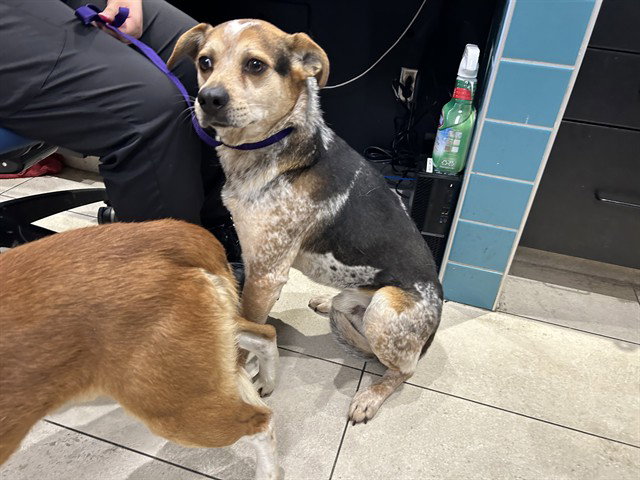 Australian Cattle Dog