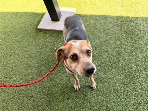 picture of the dog needing adoption