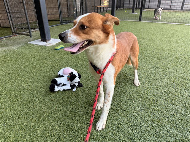 Australian Cattle Dog