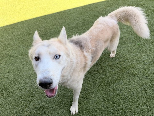 picture of the dog needing adoption