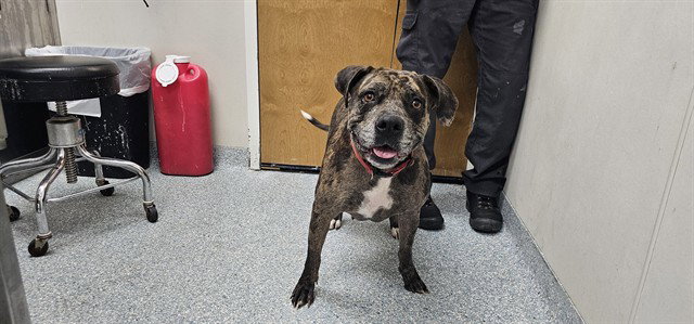 Pit Bull