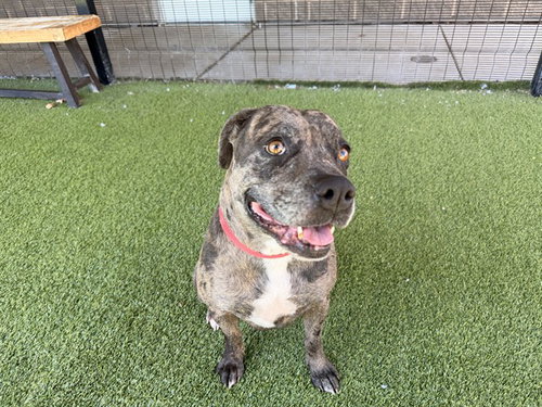 picture of the dog needing adoption