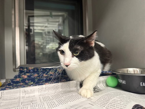 TIM TOM, Senior Domestic Short Hair (medium coat), cat for adoption in Hurst, Texas