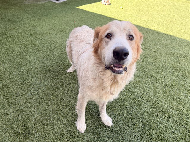 Great Pyrenees