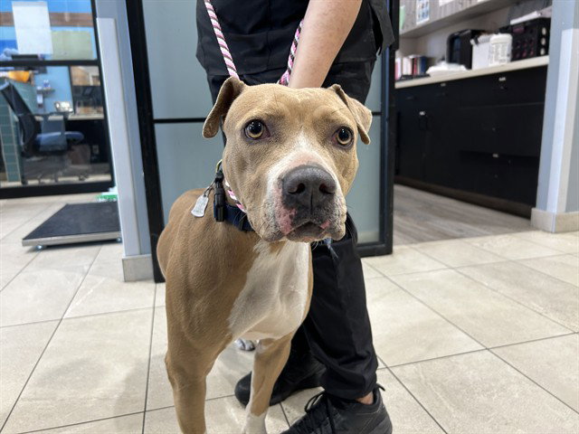 Pit Bull