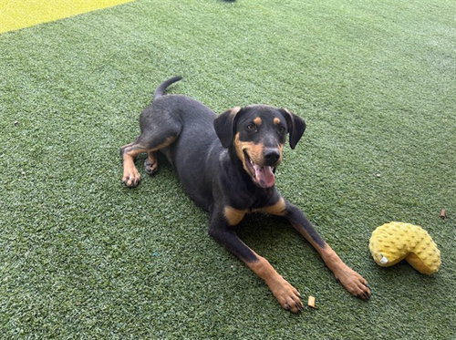 picture of the dog needing adoption