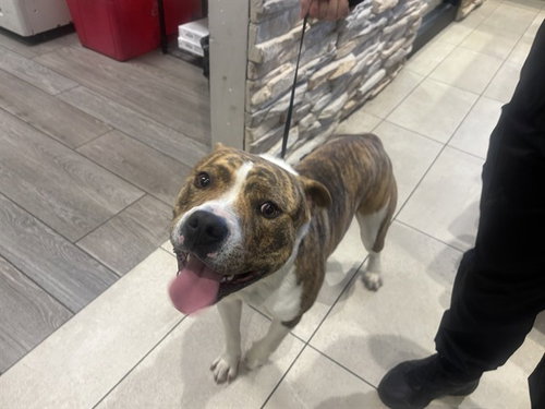 CHUNGUS, an adoptable Pit Bull Terrier in Garland, TX
