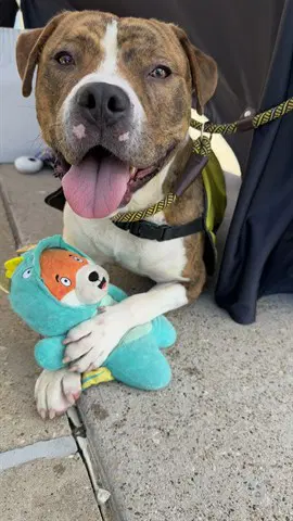 Chungus - Pit Bull Terrier