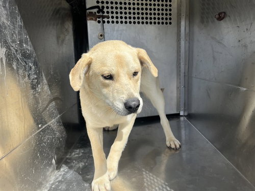 picture of the dog needing adoption