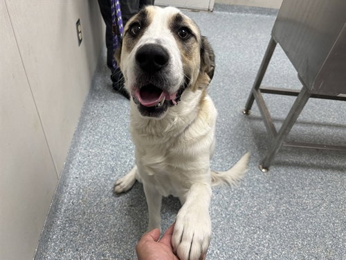 picture of the dog needing adoption