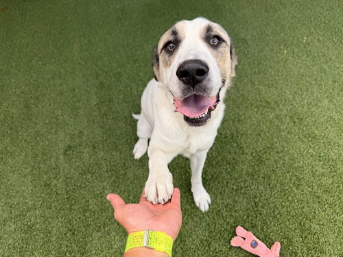 SUNNY, an adoptable Great Pyrenees in Garland, TX
