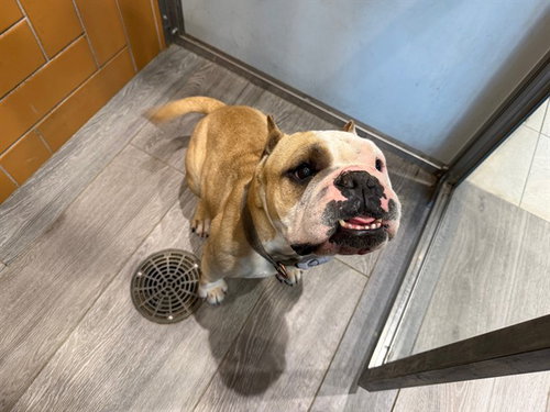 picture of the dog needing adoption
