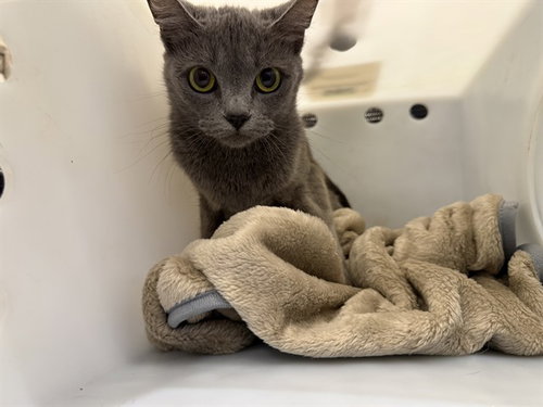 picture of the cat needing adoption