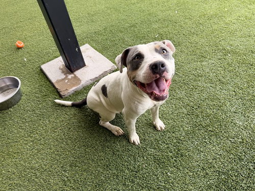 SUKI, an adoptable American Pit Bull Terrier in Garland, TX