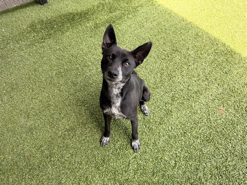 BEAU, an adoptable Australian Cattle Dog in Garland, TX