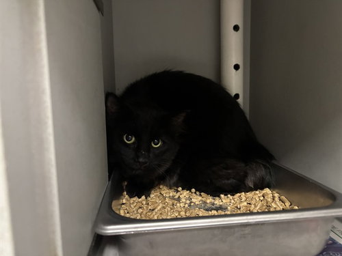 DASHER, Adult Domestic Short Hair (medium coat), cat for adoption in Hurst, Texas