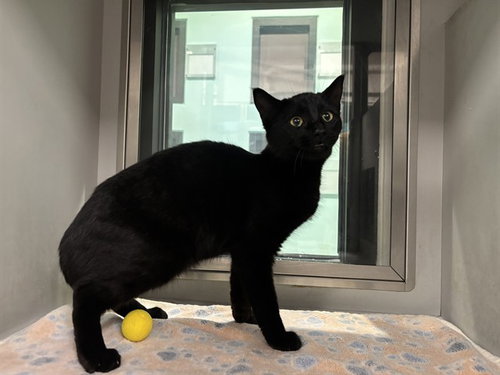 SKINNY, an adoptable Domestic Short Hair in Garland, TX