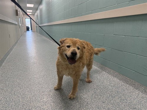 SOPHIE, an adoptable Chow Chow in Garland, TX