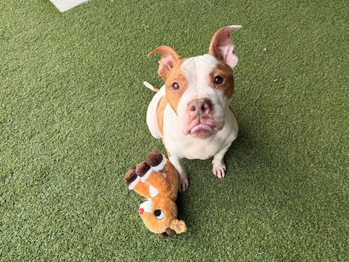 picture of the dog needing adoption
