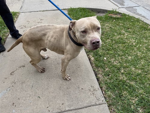 AURIE, an adoptable Pit Bull Terrier in Garland, TX