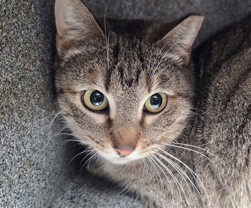 MUNCHKIN, Adult Domestic Short Hair (medium coat), cat for adoption in Hurst, Texas