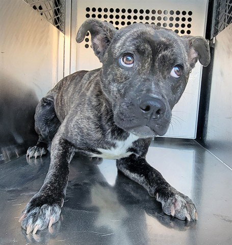 SOLEDAD, an adoptable Labrador Retriever in Garland, TX