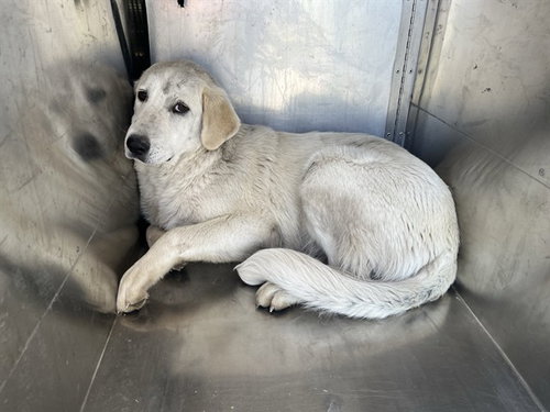 ASUNA, an adoptable Labrador Retriever in Garland, TX