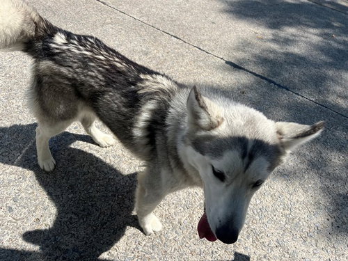 ROCKO, an adoptable Siberian Husky in Garland, TX