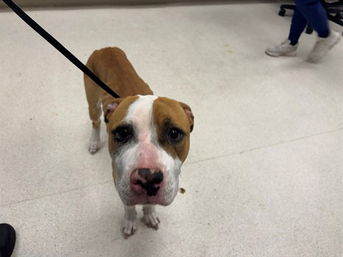MAGGIE, an adoptable Pit Bull Terrier in Garland, TX
