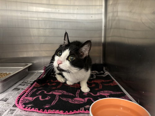 MOLLY, an adoptable Domestic Short Hair in Garland, TX