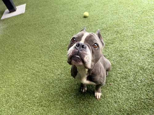 picture of the dog needing adoption