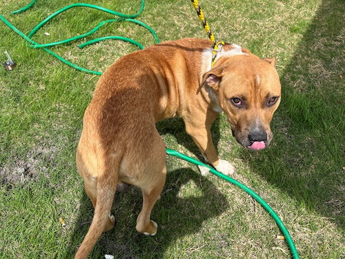 ACE, an adoptable Pit Bull Terrier in Garland, TX
