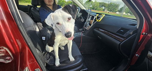 BLUME, an adoptable Pit Bull Terrier in Garland, TX