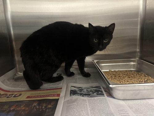 FLOW, Adult Domestic Short Hair (medium coat), cat for adoption in Hurst, Texas