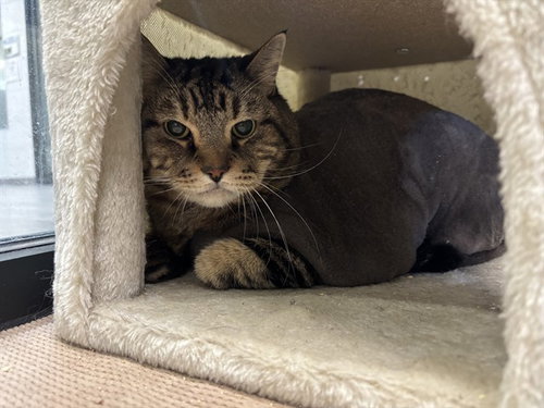 THEO, Senior Domestic Short Hair (medium coat), cat for adoption in Hurst, Texas