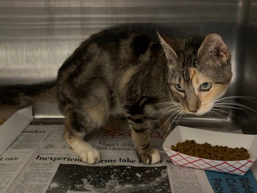 M.C., Adult Domestic Short Hair (medium coat), cat for adoption in Hurst, Texas