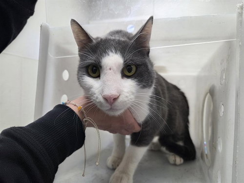 MR. SEAL, Adult Domestic Short Hair (medium coat), cat for adoption in Hurst, Texas